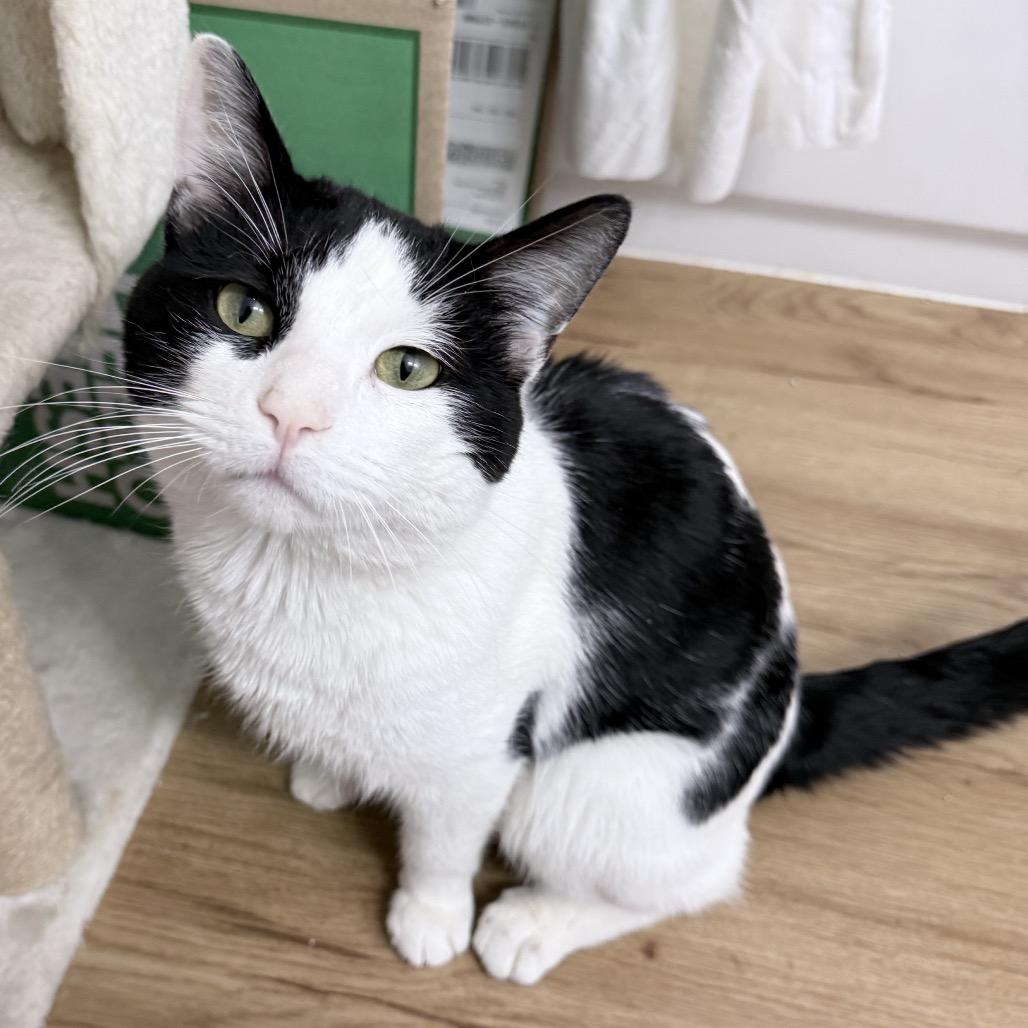 Oreo — thumbnail 6