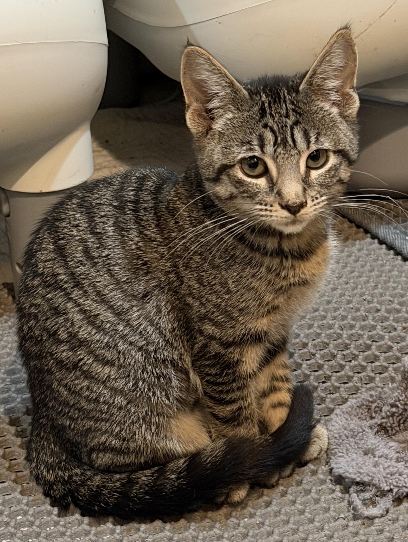 Kaia, Adoptable, Kitten Female Domestic Short Hair.