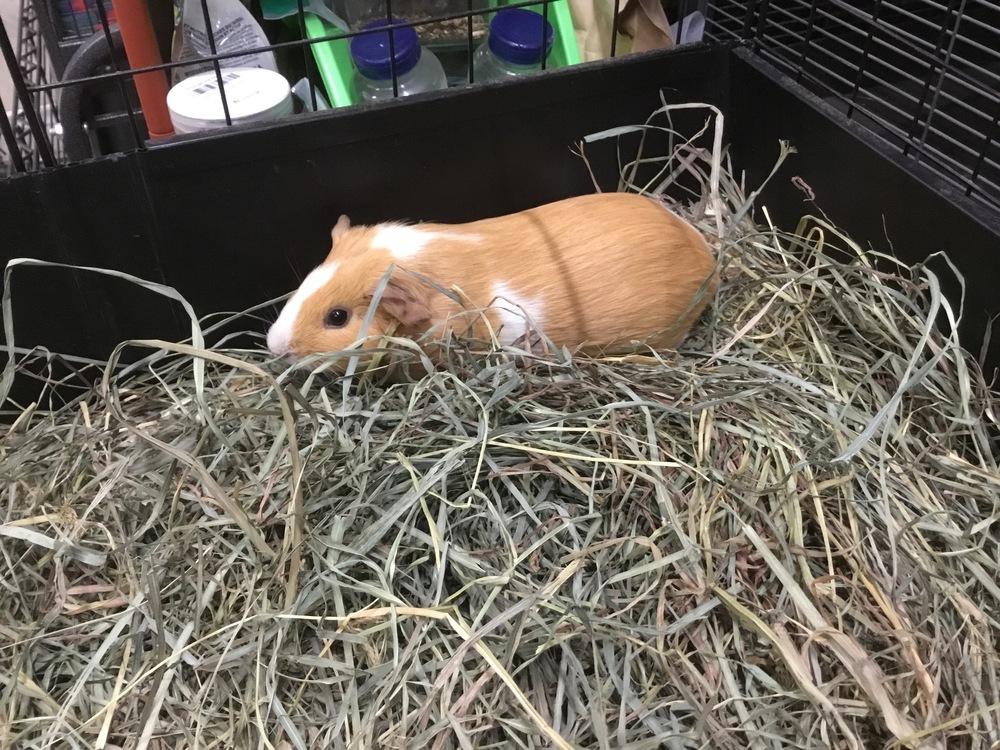Enlarge Fancy Lady BG One, a Adoptable Guinea Pig in San Diego, CA image 1/1