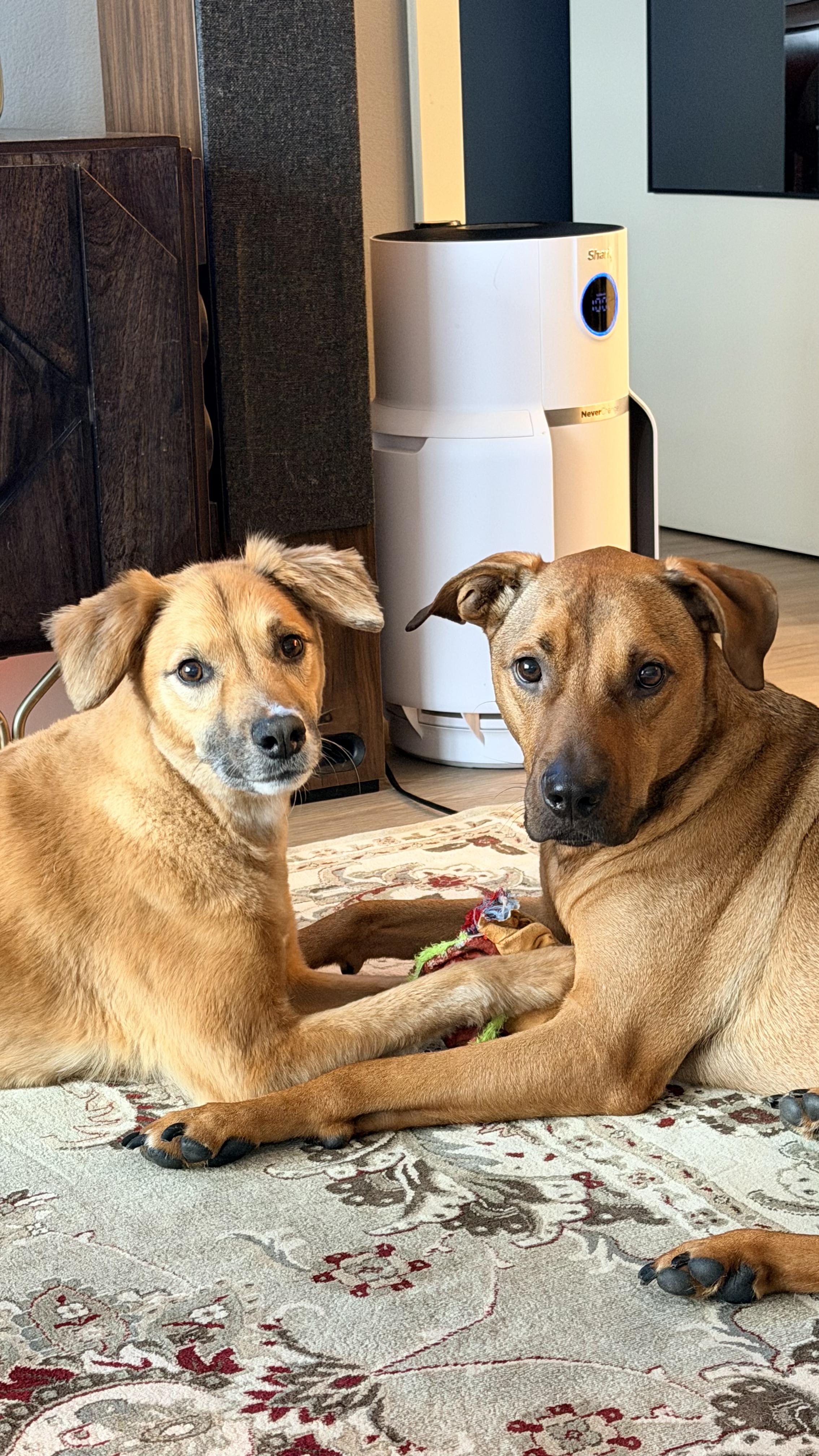 Enlarge Oakley, a ADOPTABLE mixed breed in San Diego, CA image 2/6