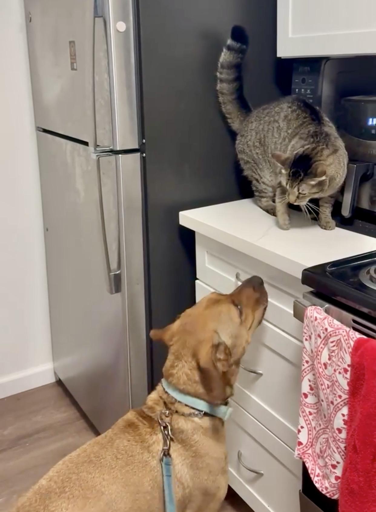 Enlarge Oakley, a ADOPTABLE mixed breed in San Diego, CA image 4/6