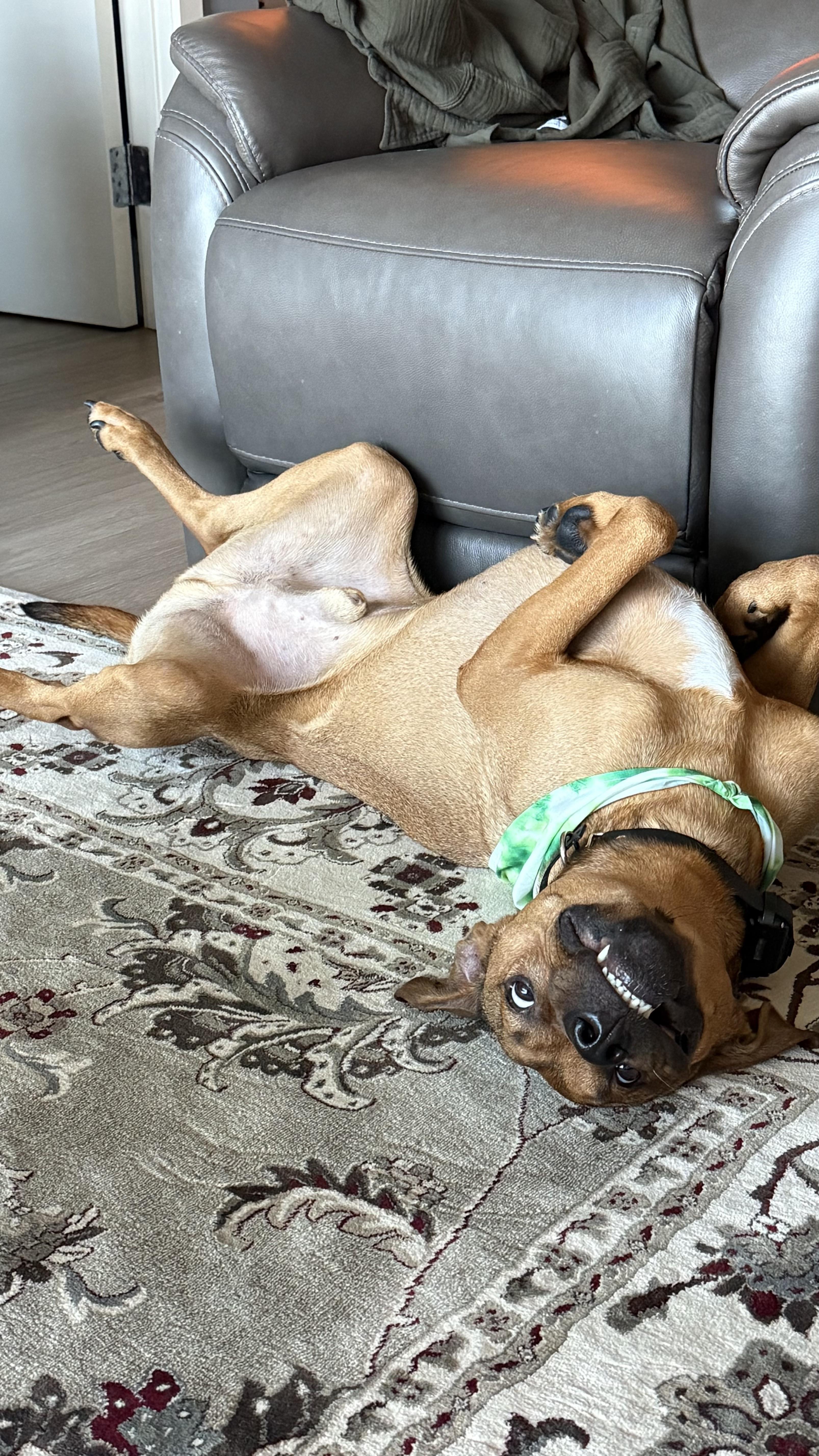 Enlarge Oakley, a ADOPTABLE mixed breed in San Diego, CA image 4/6