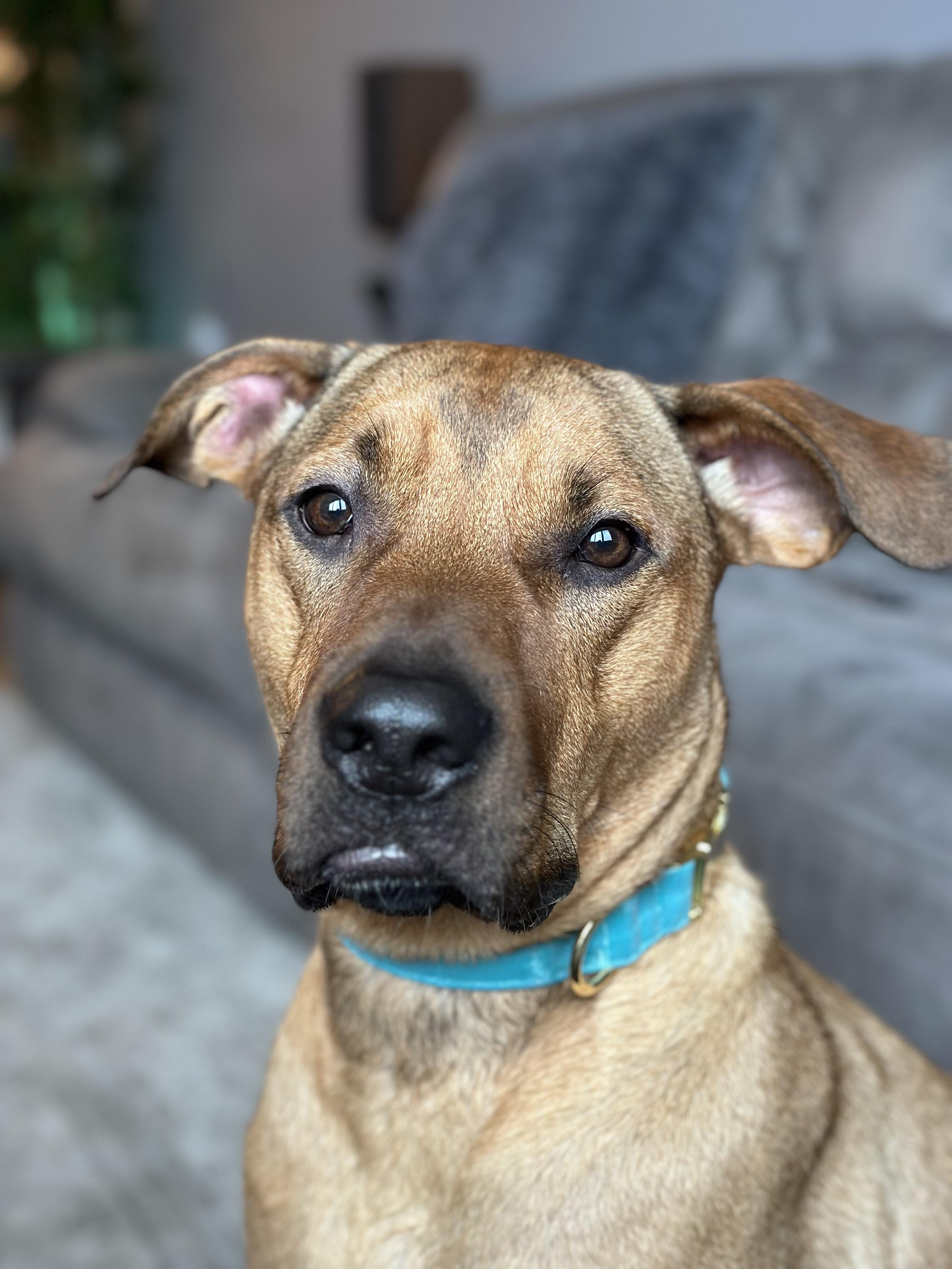 Enlarge Oakley, a ADOPTABLE mixed breed in San Diego, CA image 1/6