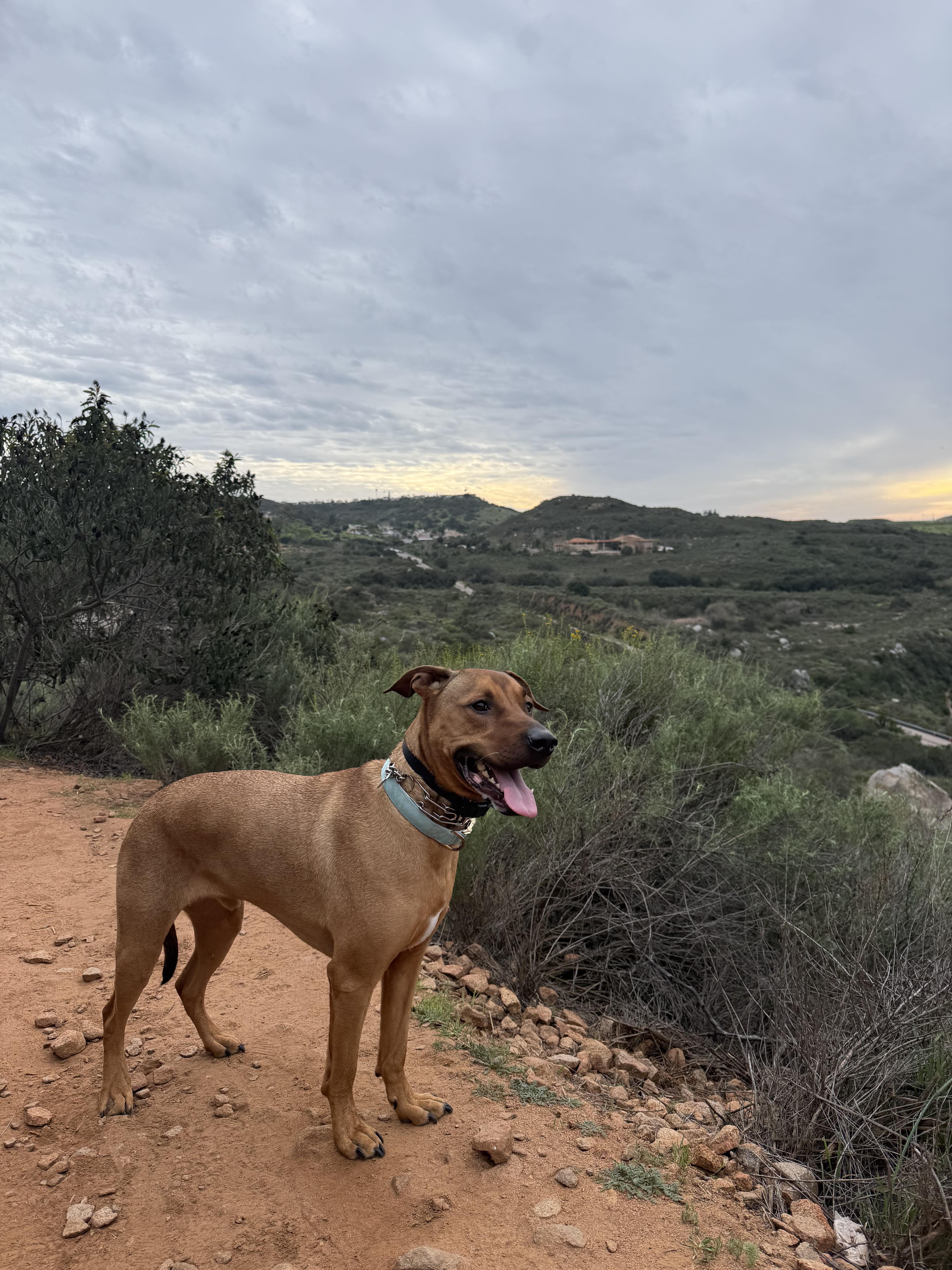 Enlarge Oakley, a ADOPTABLE mixed breed in San Diego, CA image 3/6