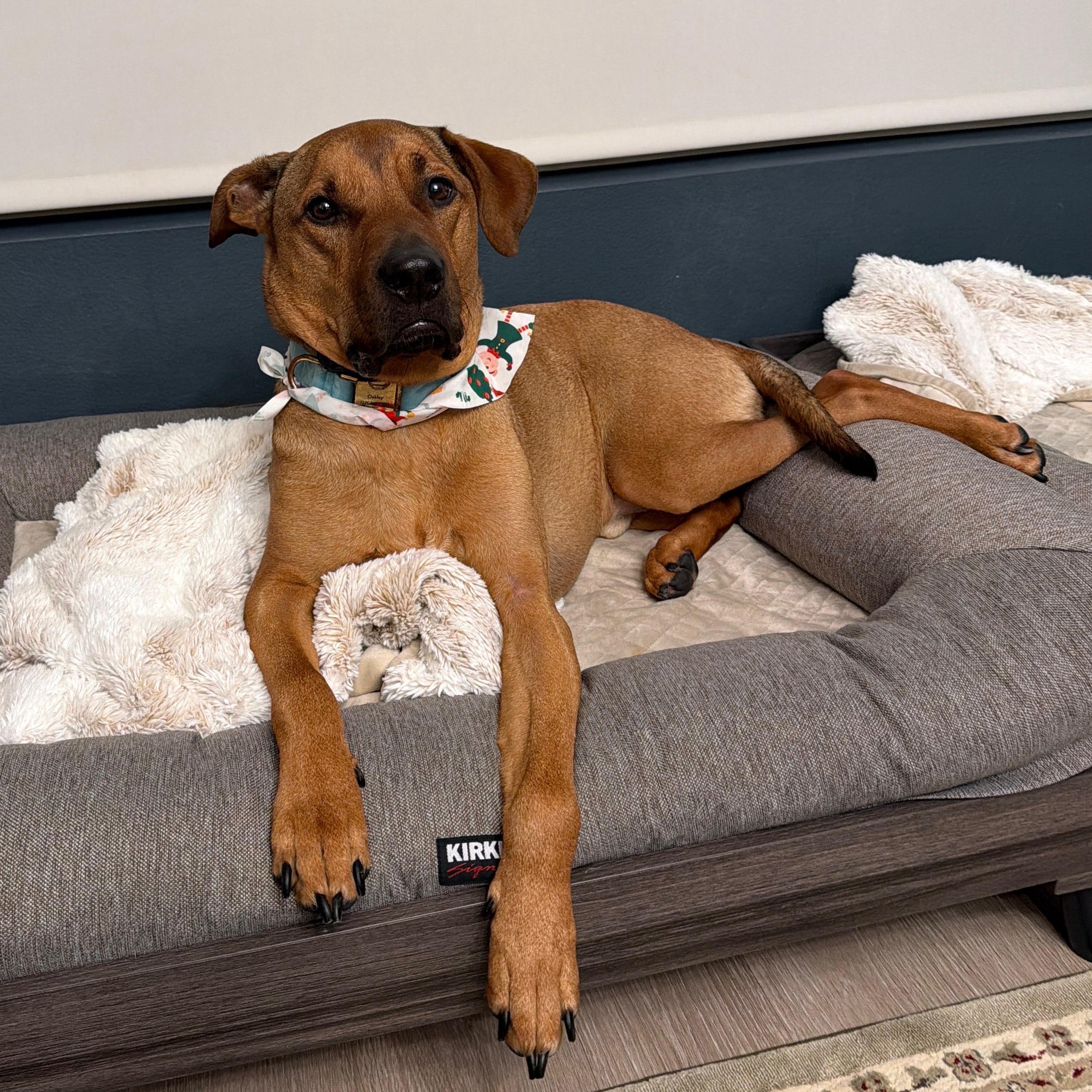 Enlarge Oakley, a ADOPTABLE mixed breed in San Diego, CA image 3/6