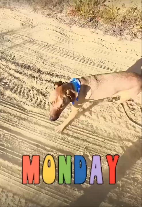 Enlarge Oakley, a ADOPTABLE mixed breed in San Diego, CA video 5/6