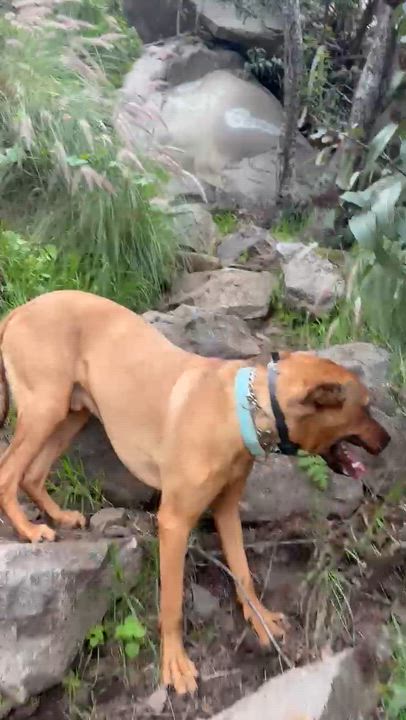 Enlarge Oakley, a ADOPTABLE mixed breed in San Diego, CA video 2/6