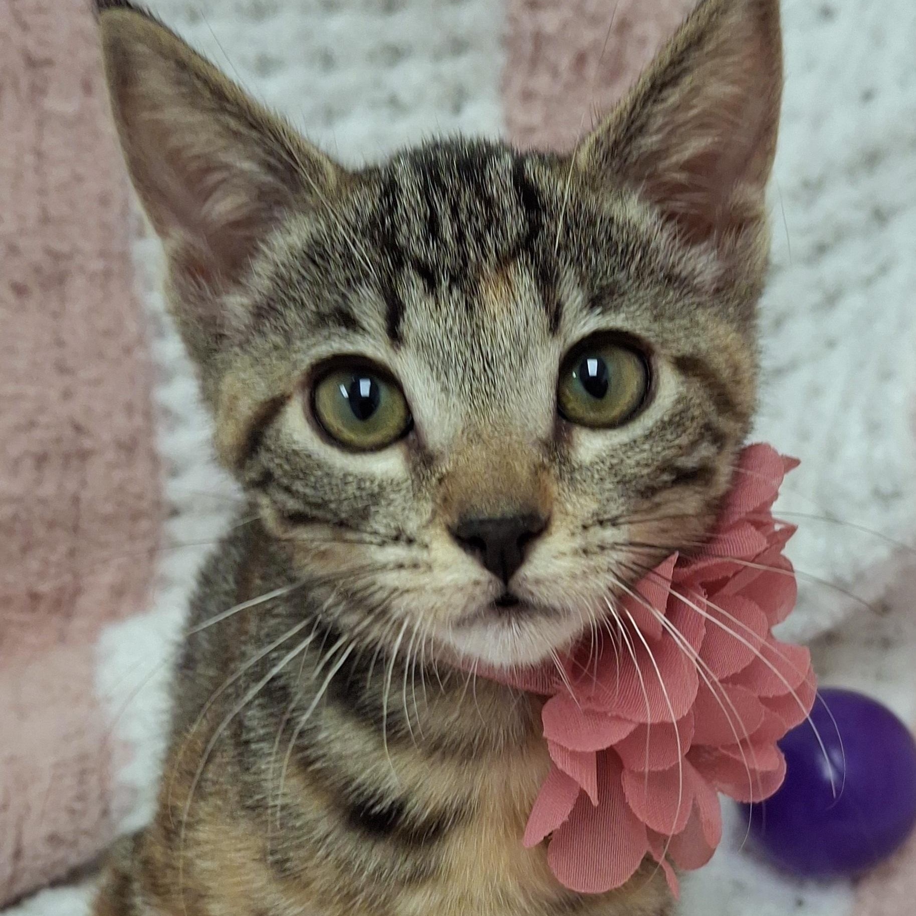 Enlarge Doja, an adopted mixed breed in Yorba Linda, CA image 2/6