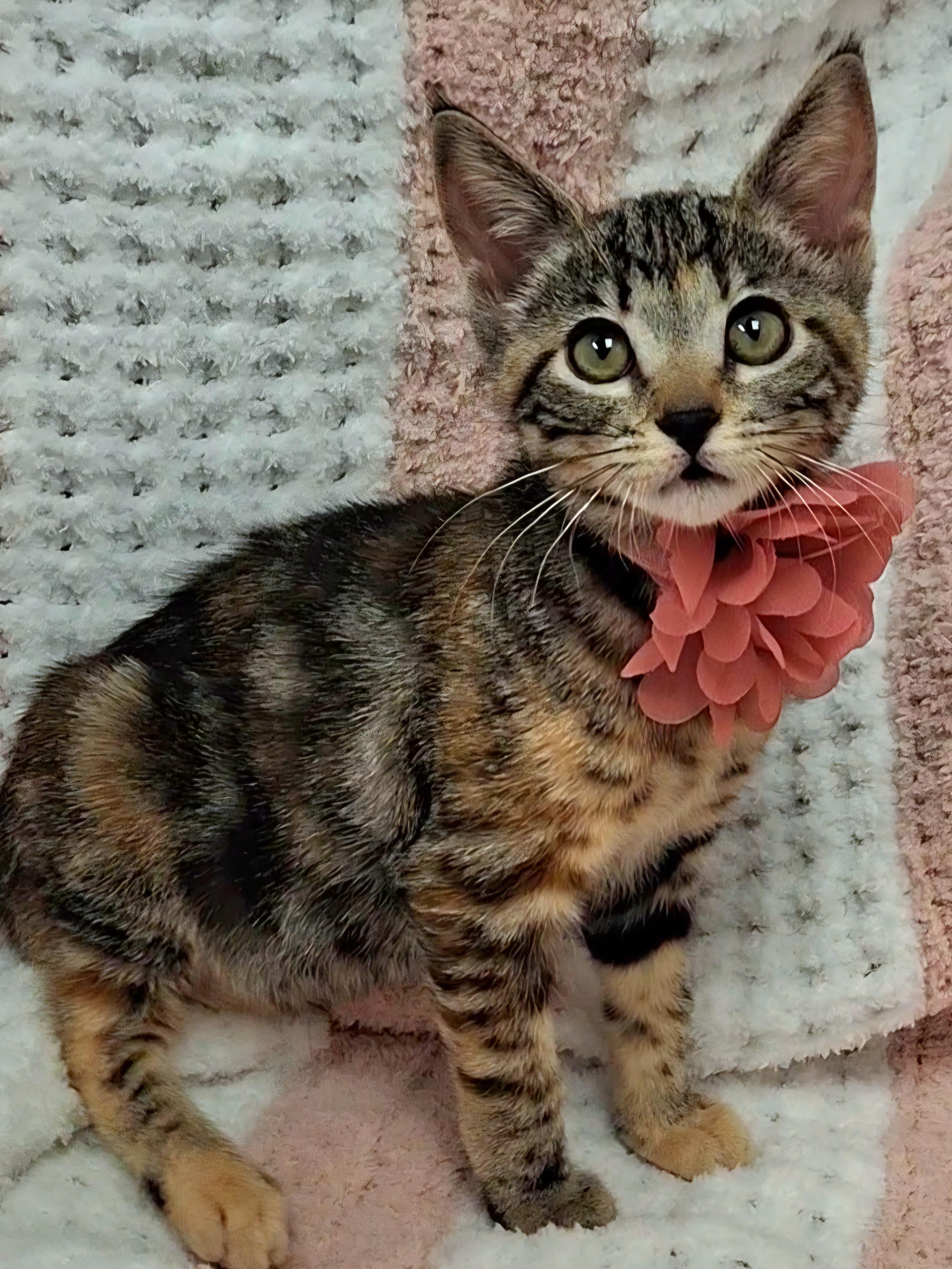 Doja, adopted, Kitten Female Calico & Torbie.