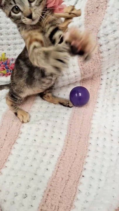 Enlarge Doja, an adopted mixed breed in Yorba Linda, CA video 6/6