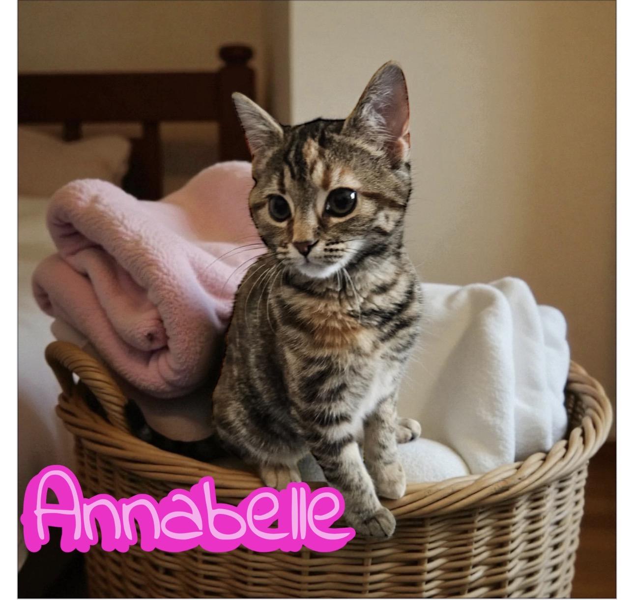 Annabelle, ADOPTABLE, Young Female Tabby.