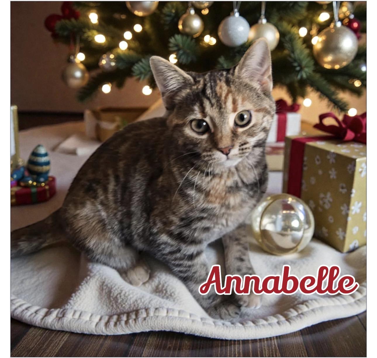 Enlarge Annabelle, a ADOPTABLE Tabby in West Pittston, PA image 2/2