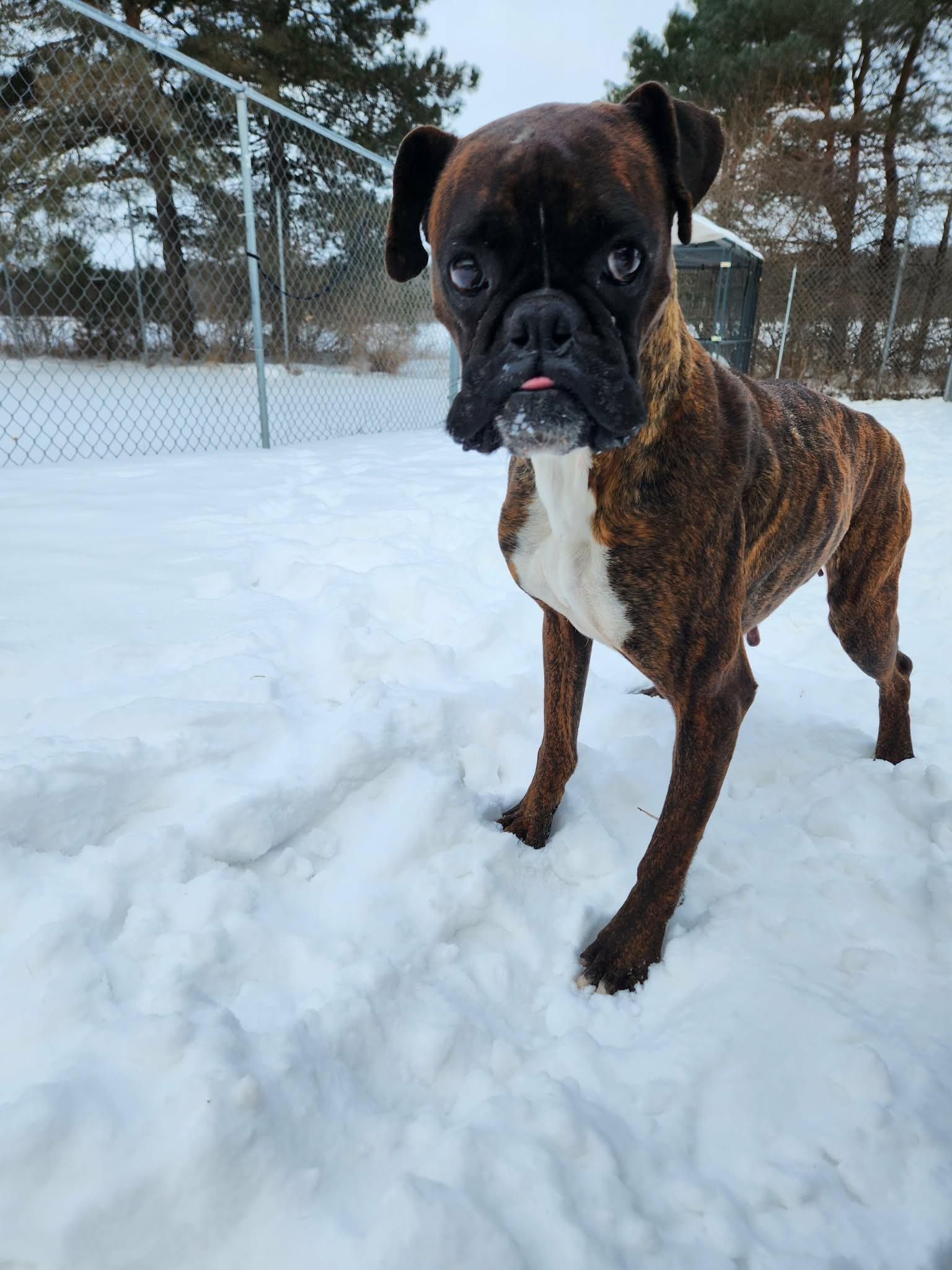 Sparkles, Adoptable, Adult Female Boxer.