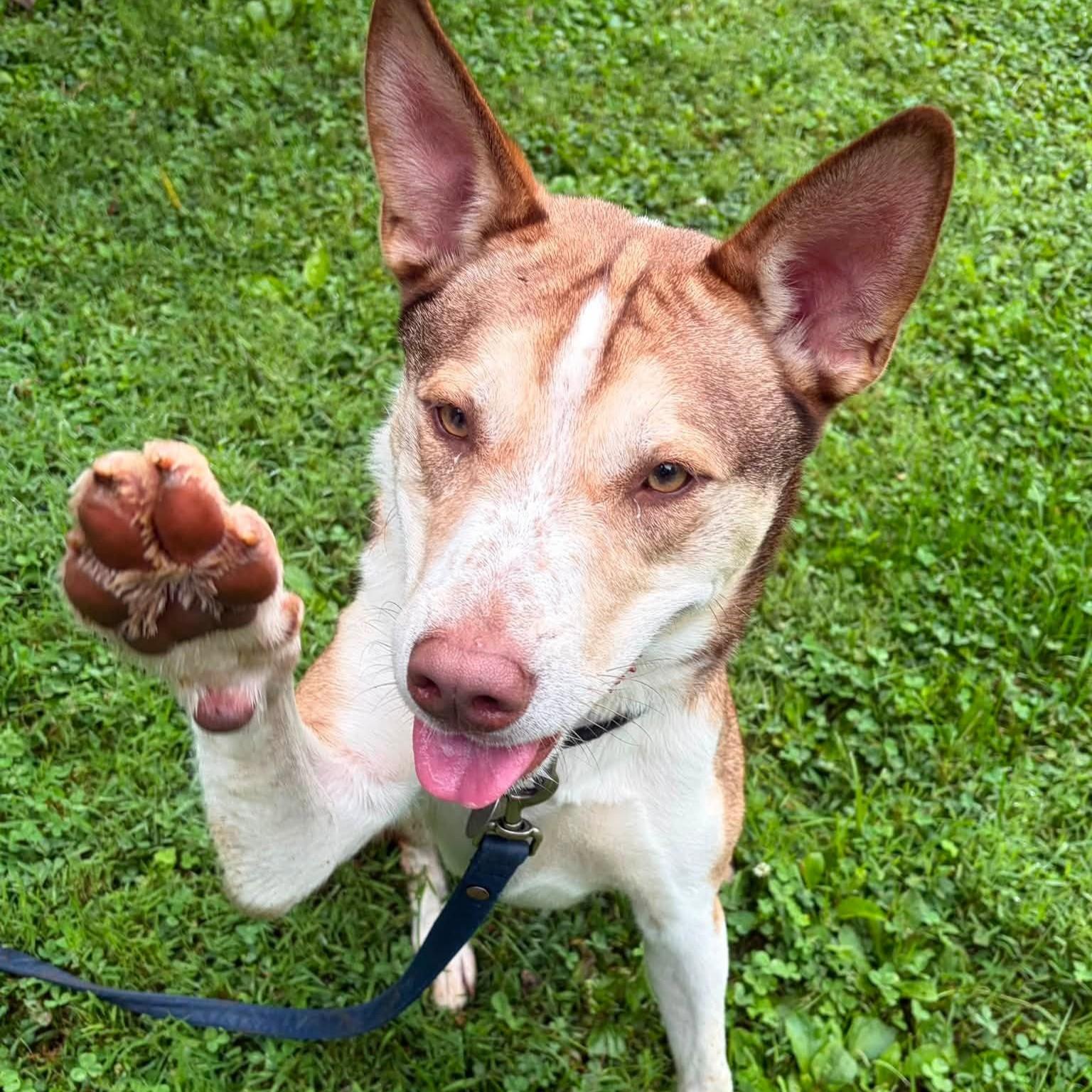 Silas, Adoptable, Young Male Husky.