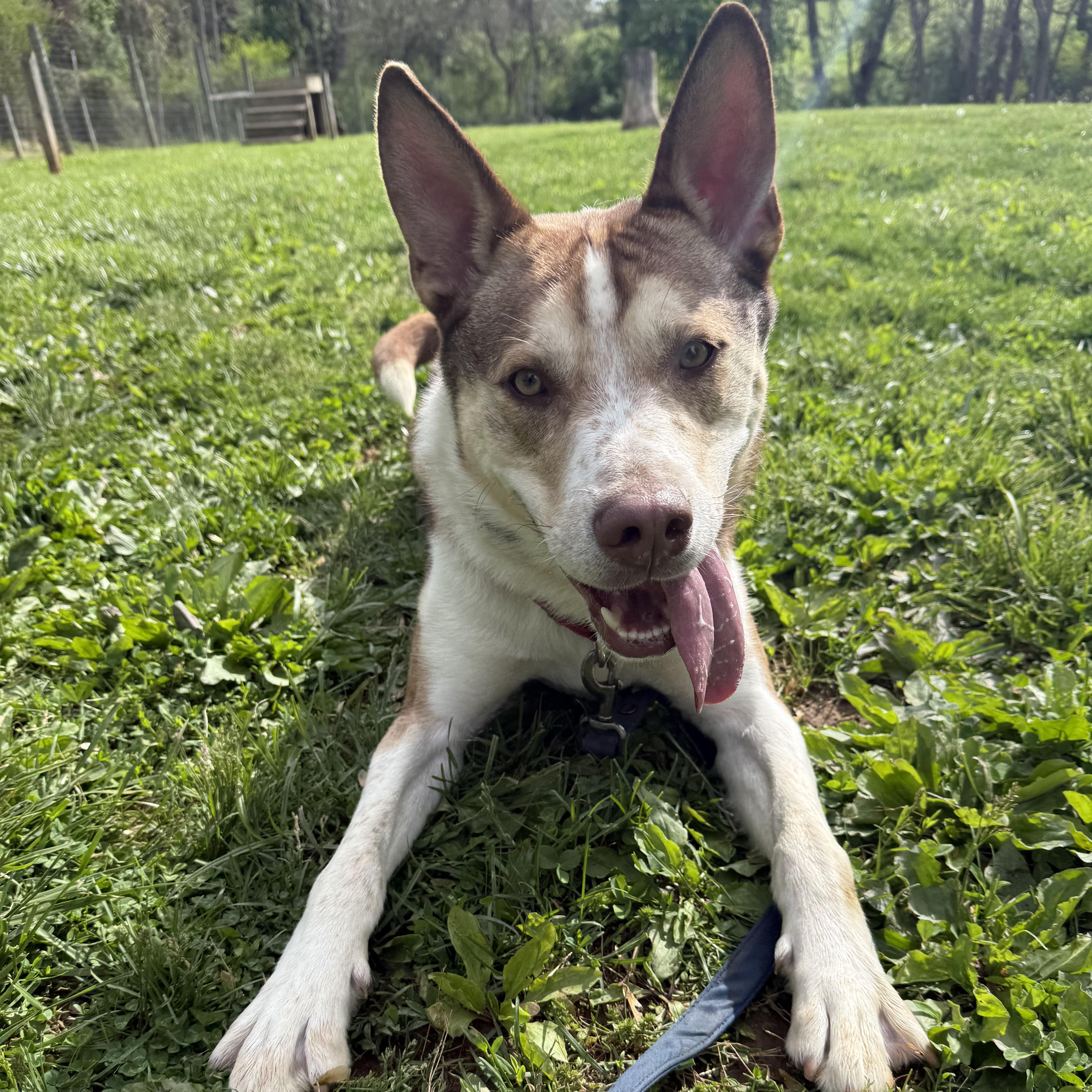 Silas, a ADOPTABLE mixed breed in Phoenixville, PA image 3/6
