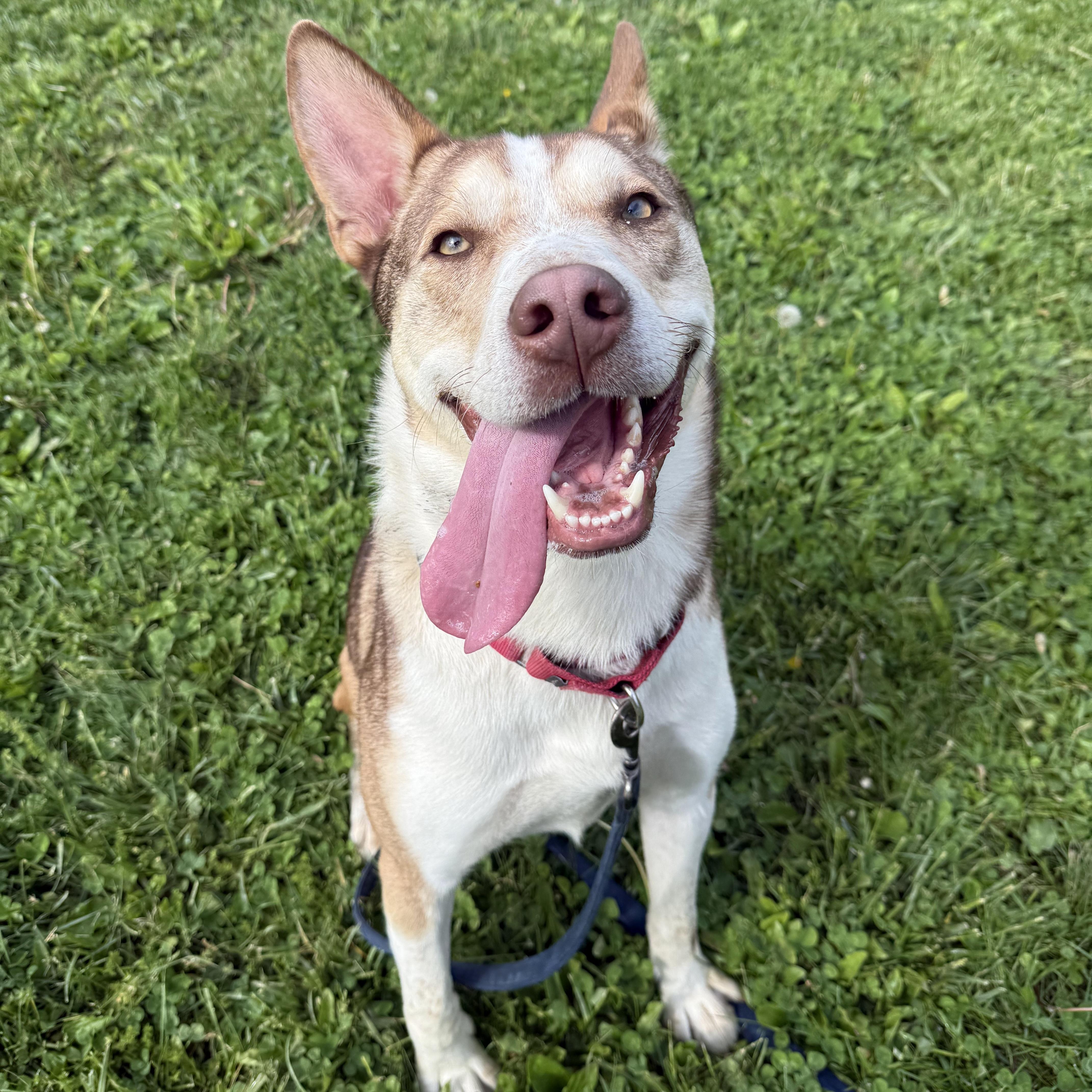 Silas, a ADOPTABLE mixed breed in Phoenixville, PA image 2/6