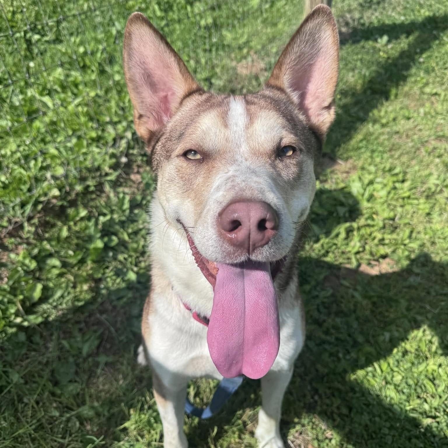 Silas, ADOPTABLE, Young Male Husky.