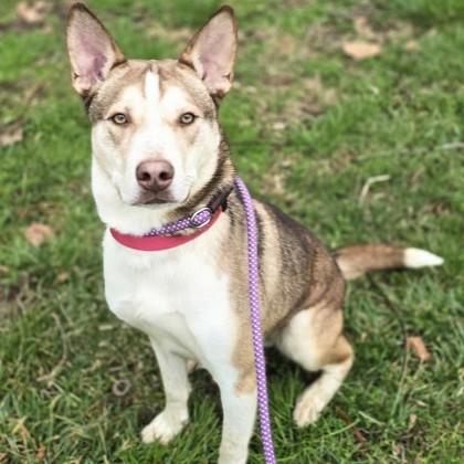 Silas, a ADOPTABLE mixed breed in Phoenixville, PA image 5/6