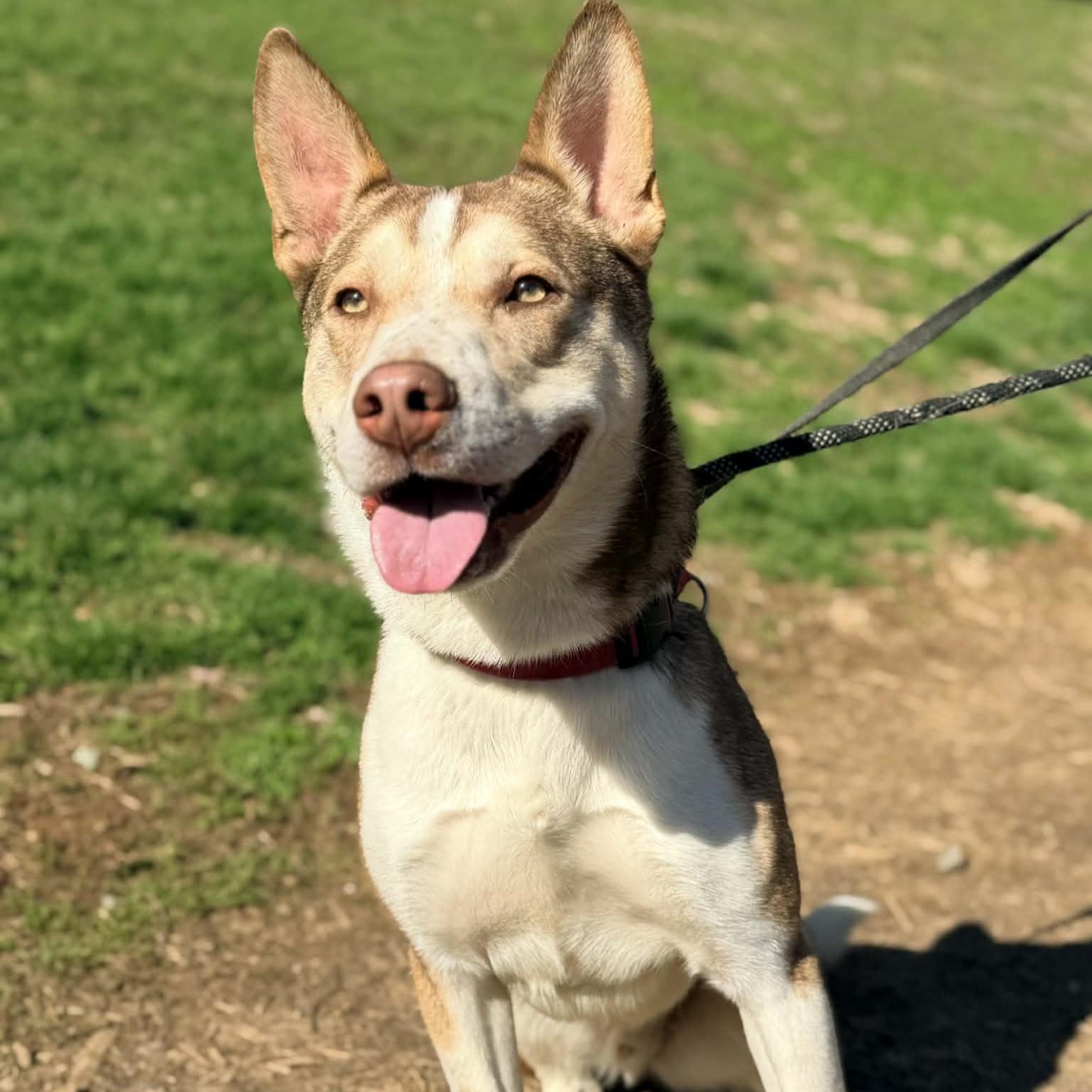Silas, a ADOPTABLE mixed breed in Phoenixville, PA image 4/6