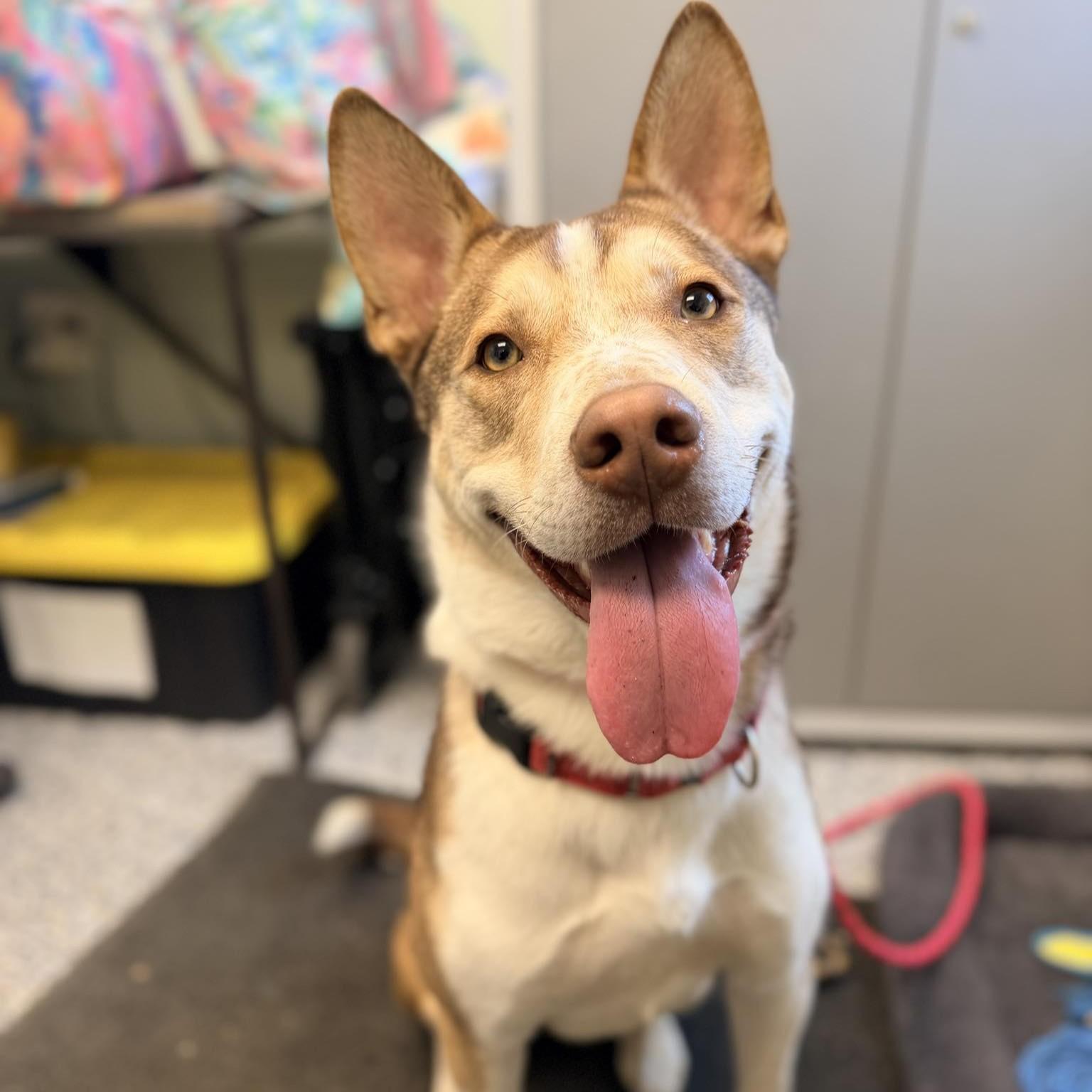 Silas, a ADOPTABLE mixed breed in Phoenixville, PA image 6/6