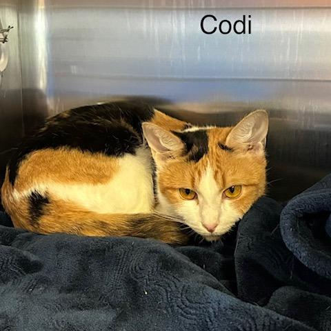 Enlarge Codie, a Adoptable Domestic Short Hair in Knoxville, TN image 1/1