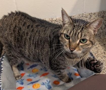 Wheeler 64468, a Adoptable mixed breed in Aiken, SC image 1/2