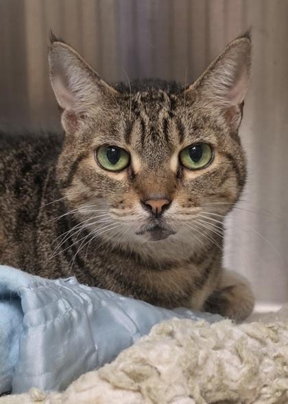 Wheeler 64468, a Adoptable mixed breed in Aiken, SC image 2/2