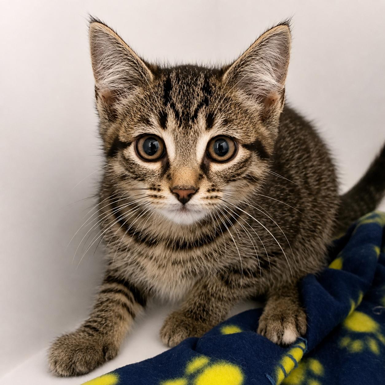 Enlarge Tony, a Adoptable Domestic Short Hair in Pontiac, MI image 1/1