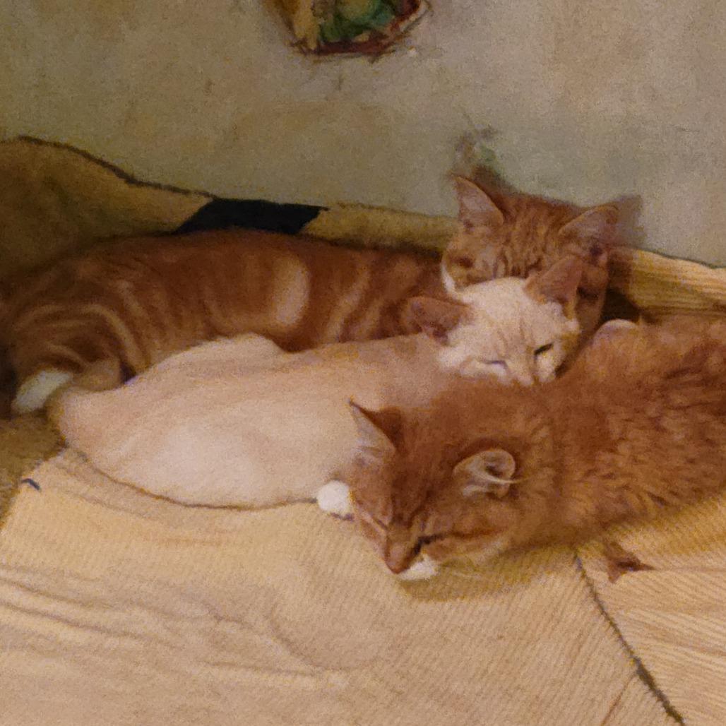 Enlarge Yoshida, a Adoptable mixed breed in Redwood Valley, CA image 1/6