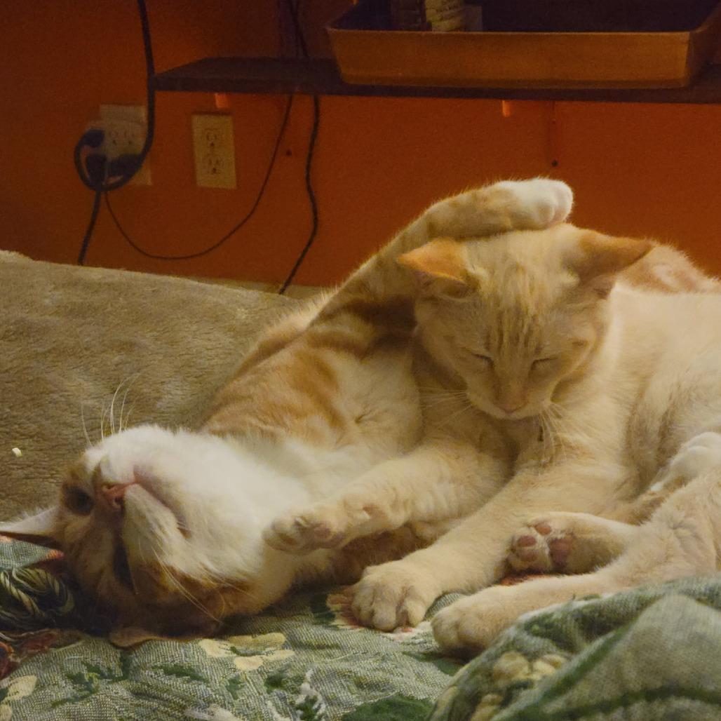 Enlarge Yoshida, a Adoptable mixed breed in Redwood Valley, CA image 2/6