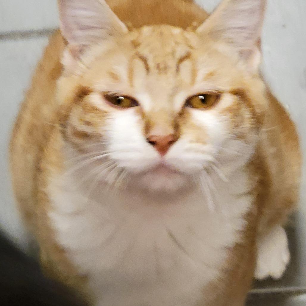 Enlarge Yoshida, a Adoptable mixed breed in Redwood Valley, CA image 3/6