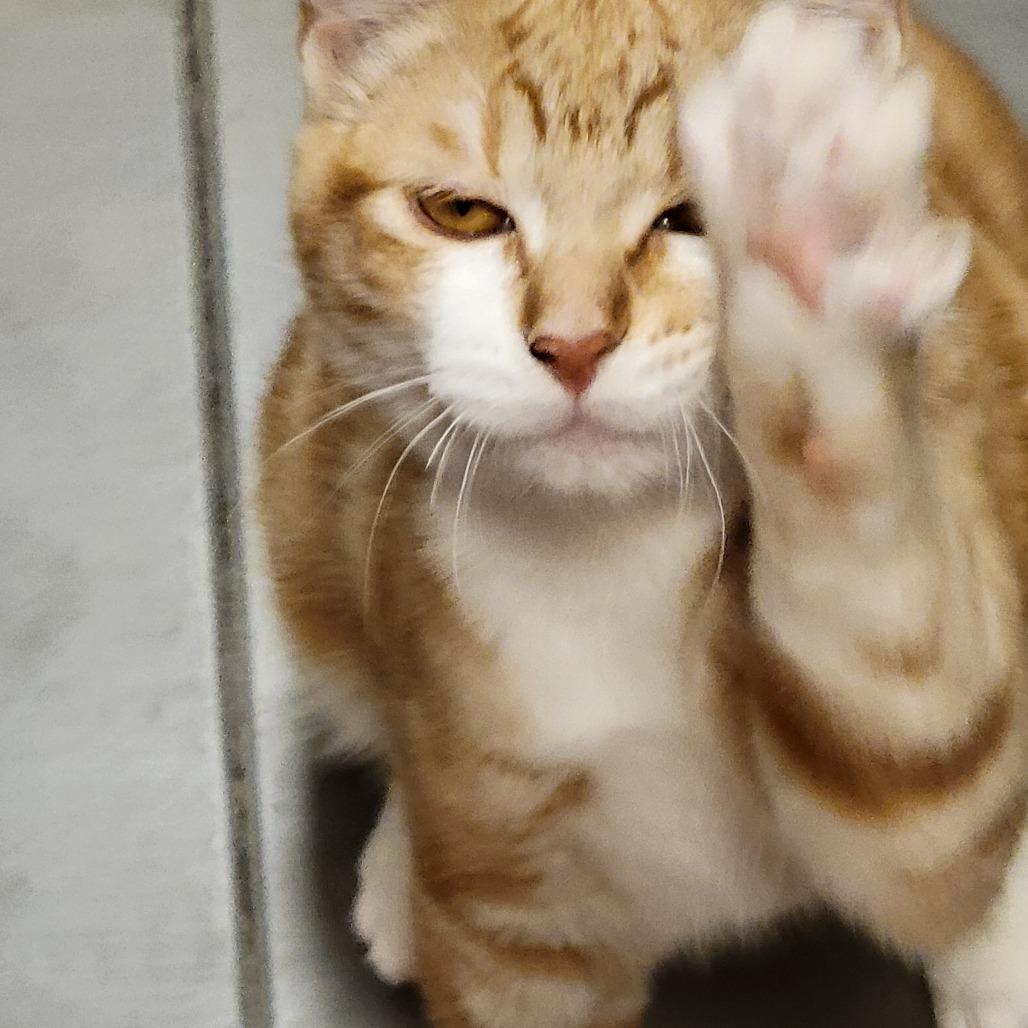 Enlarge Yoshida, a Adoptable mixed breed in Redwood Valley, CA image 4/6