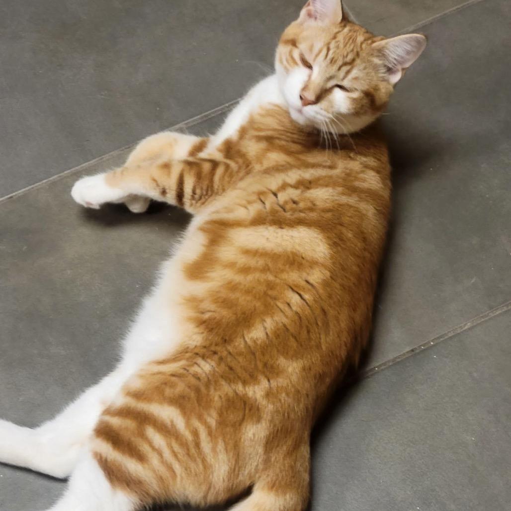 Yoshida, a Adoptable mixed breed in Redwood Valley, CA image 4/6