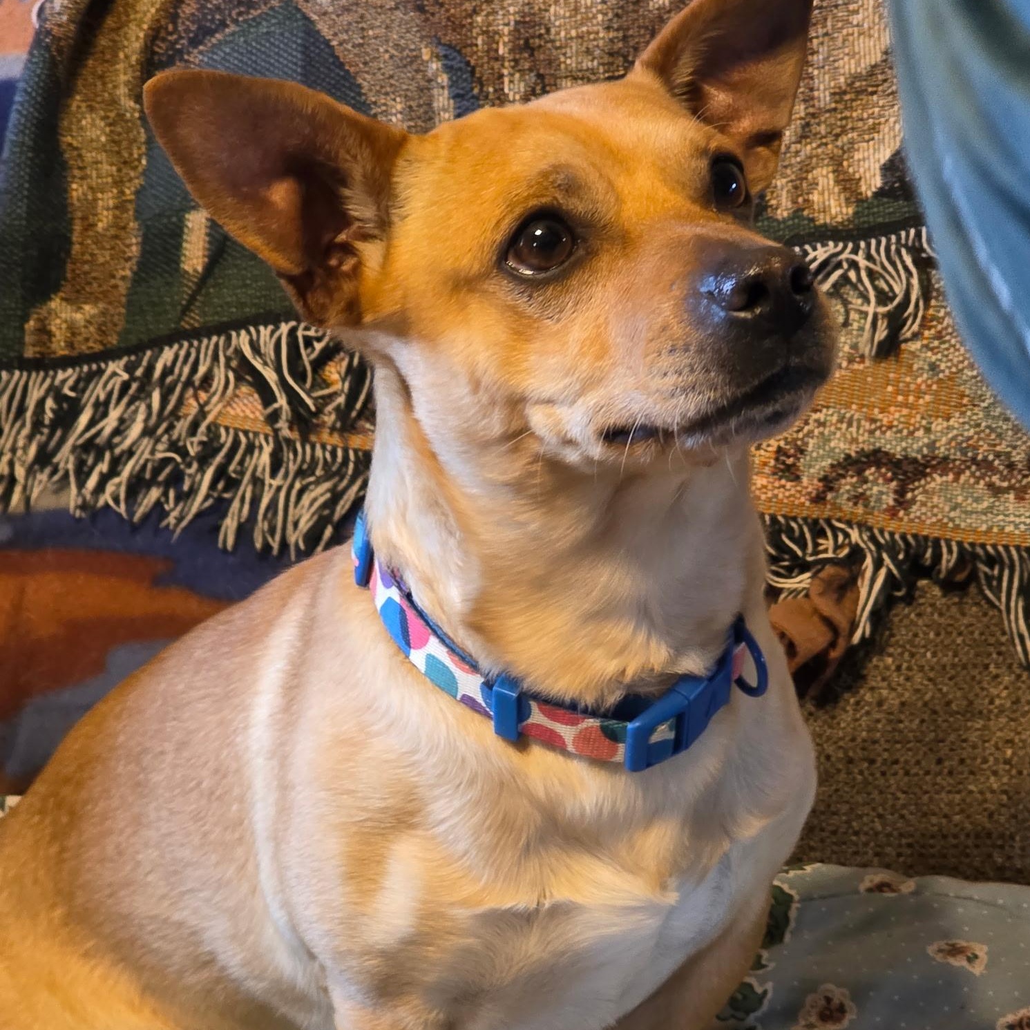 Scooby, ADOPTABLE, Young Male Chihuahua.