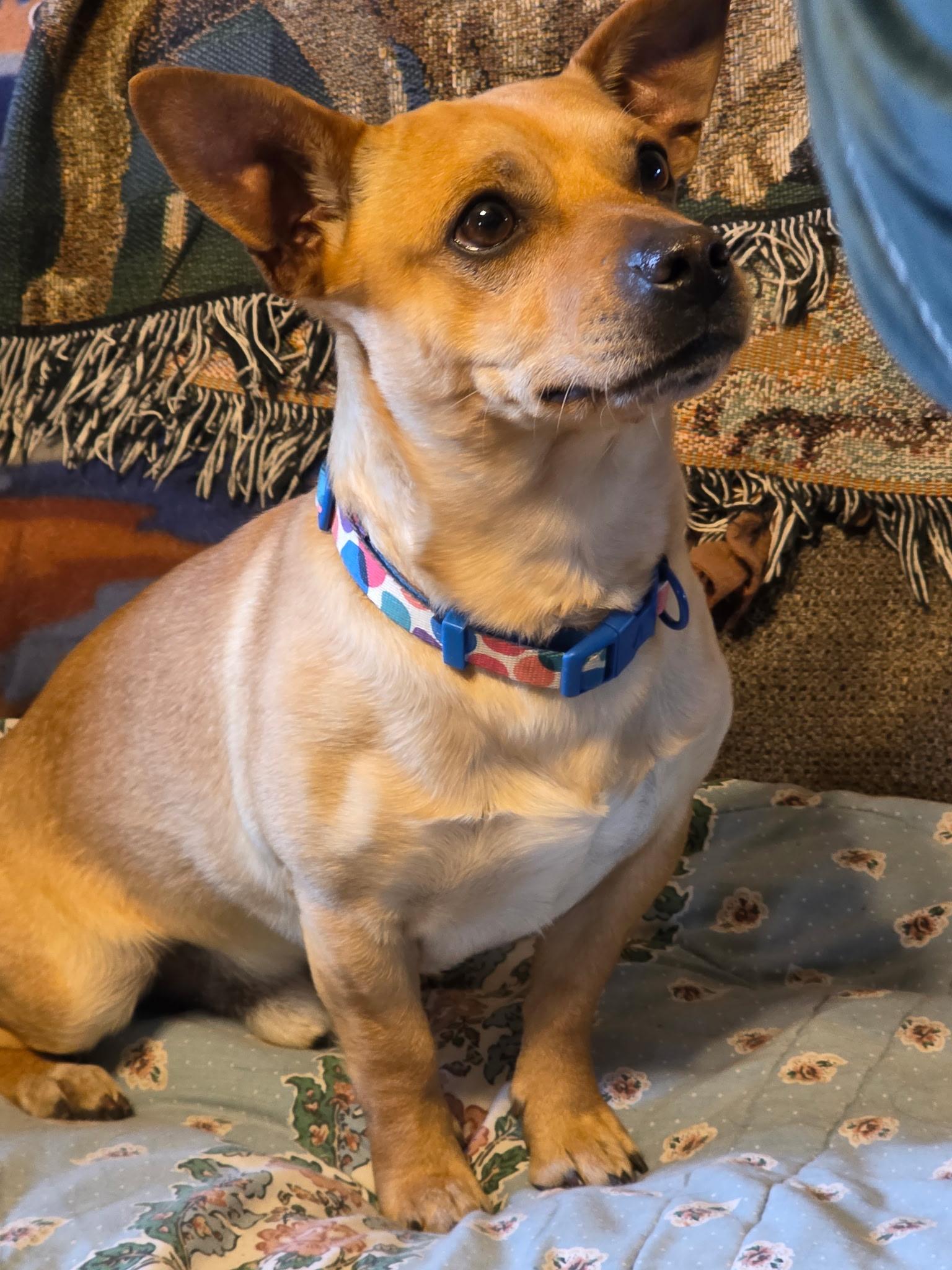 Scooby, a ADOPTABLE mixed breed in Faribault, MN image 2/2