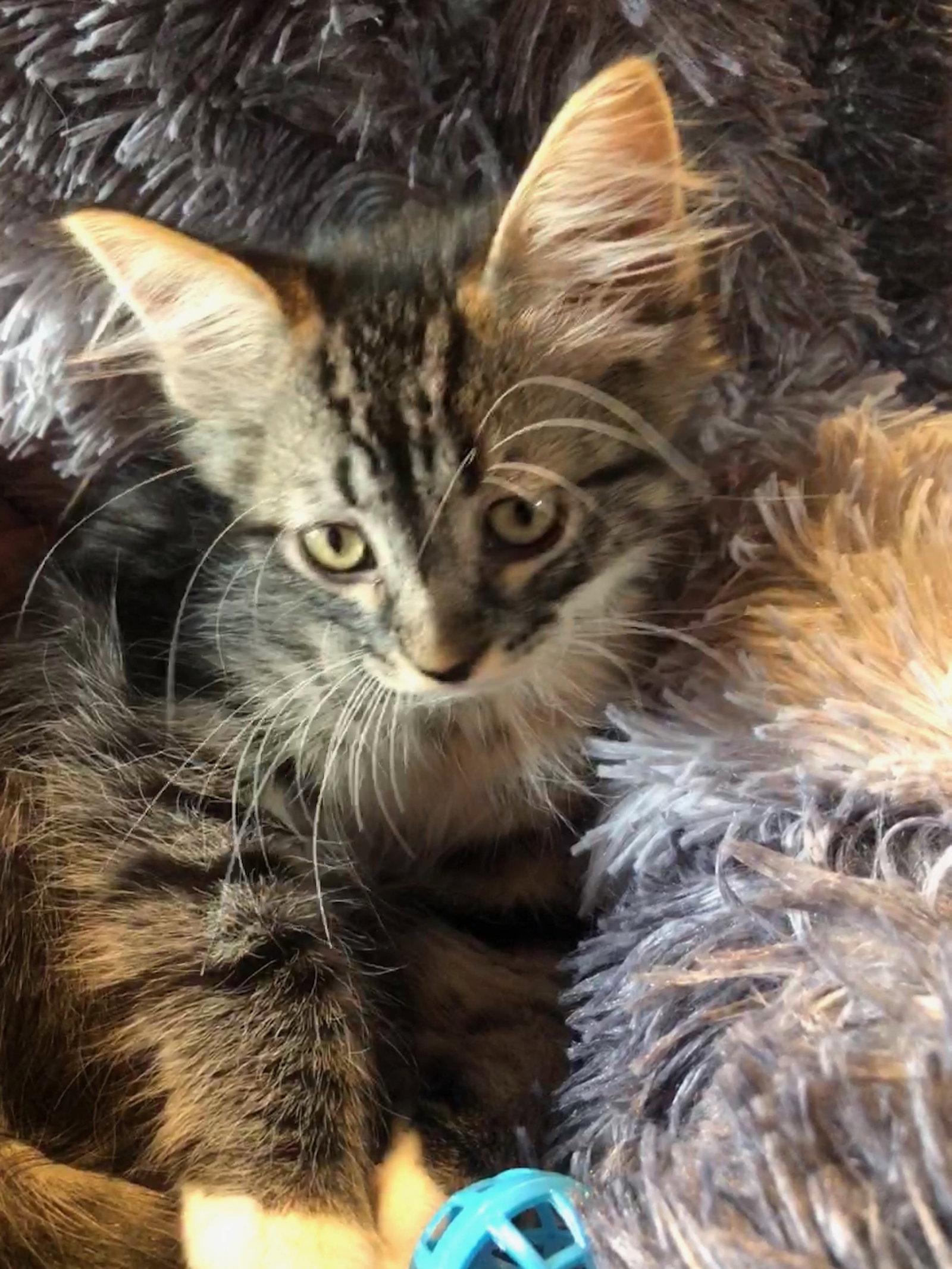 Enlarge Shane, a Adopted Domestic Medium Hair in Forest Lake, MN image 1/1