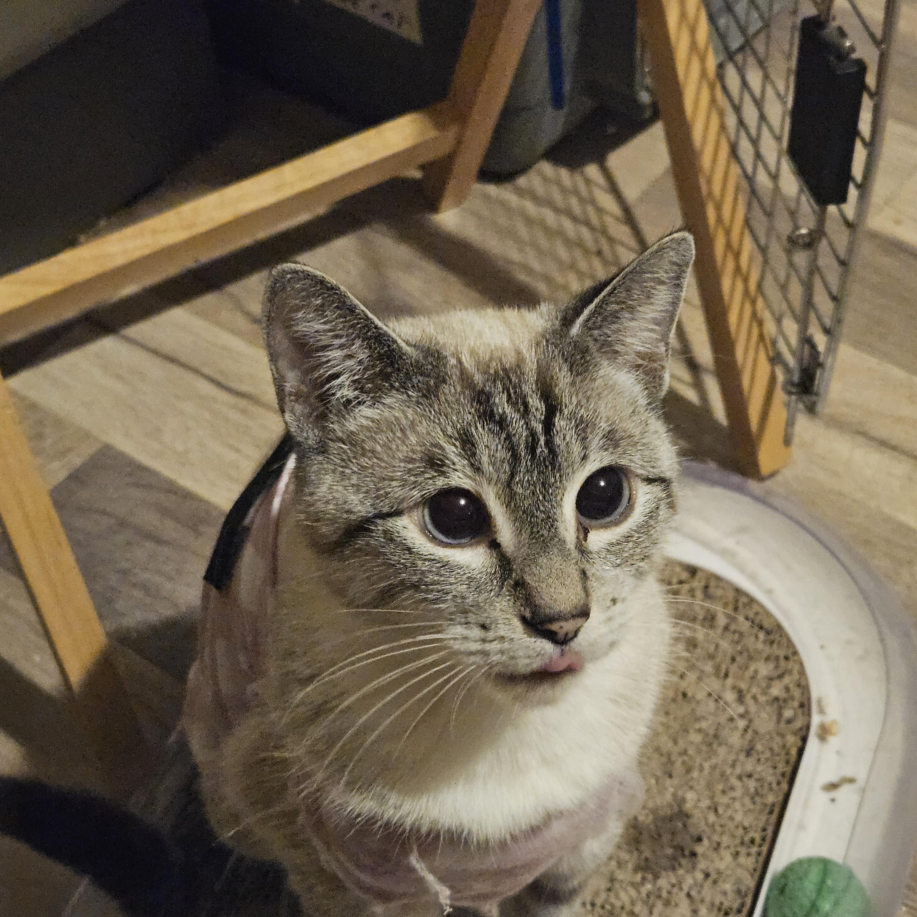 Enlarge Mars, a ADOPTABLE Siamese in BURNABY, BC image 1/1