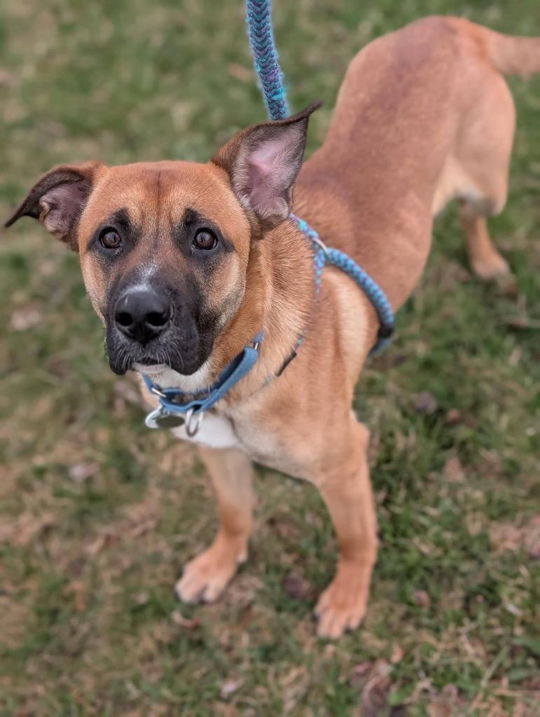 Reese, Adoptable, Puppy Female Shepherd.