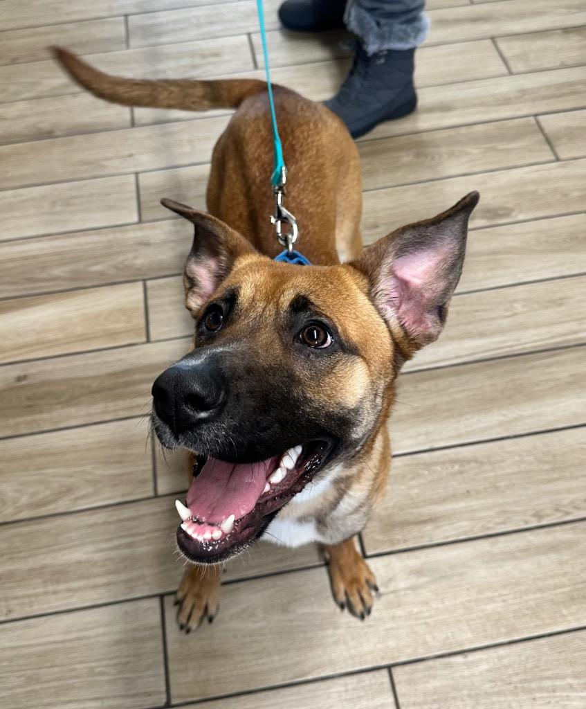 Enlarge Reese, a Adoptable mixed breed in North Syracuse, NY image 2/3