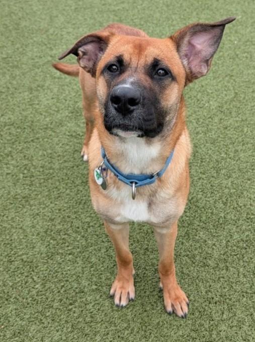 Enlarge Reese, a Adoptable mixed breed in North Syracuse, NY image 3/6