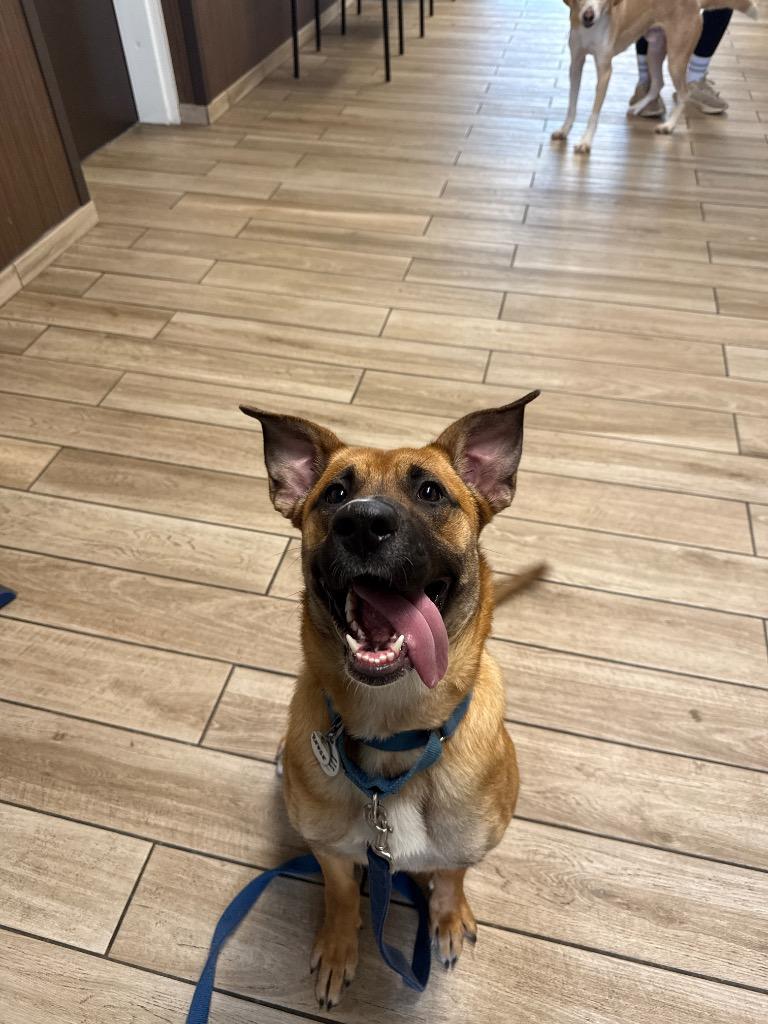 Enlarge Reese, a Adoptable mixed breed in North Syracuse, NY image 3/3