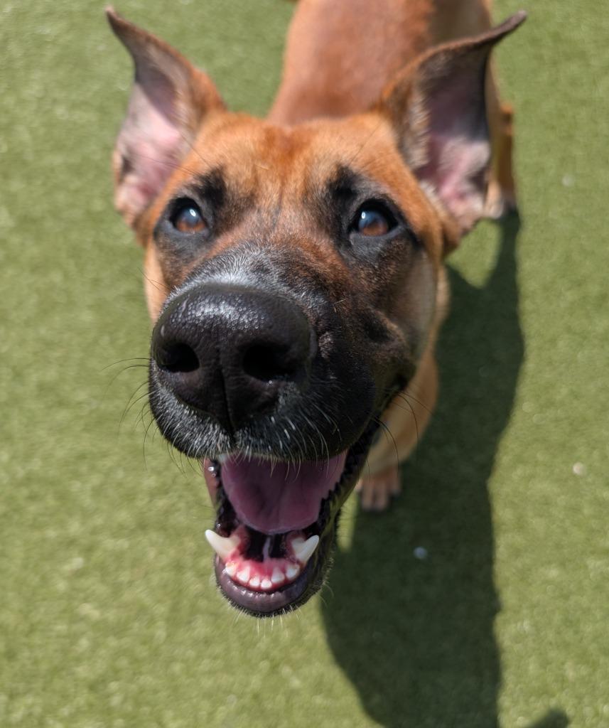 Enlarge Reese, a Adoptable mixed breed in North Syracuse, NY image 5/6