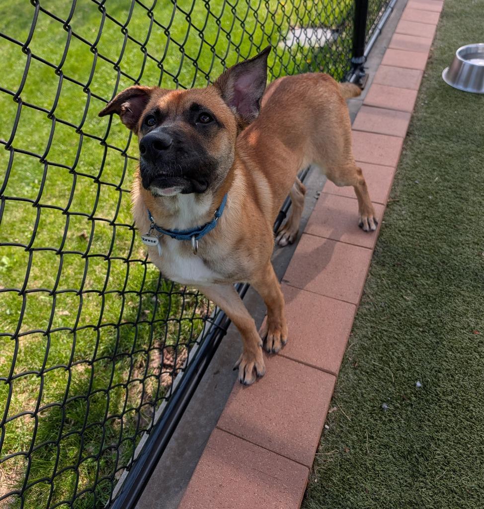 Enlarge Reese, a Adoptable mixed breed in North Syracuse, NY image 6/6