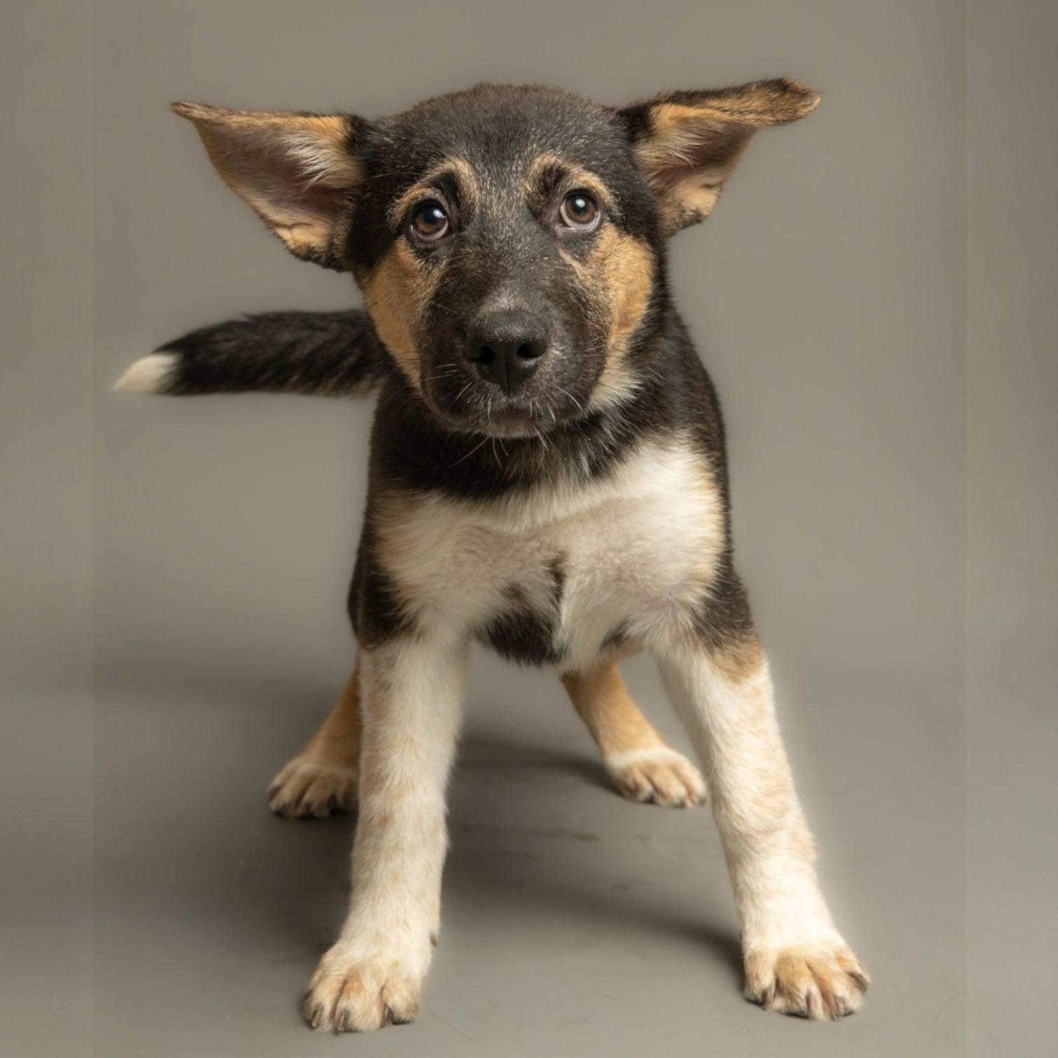 Tony, Adoptable, Puppy Male German Shepherd Dog.