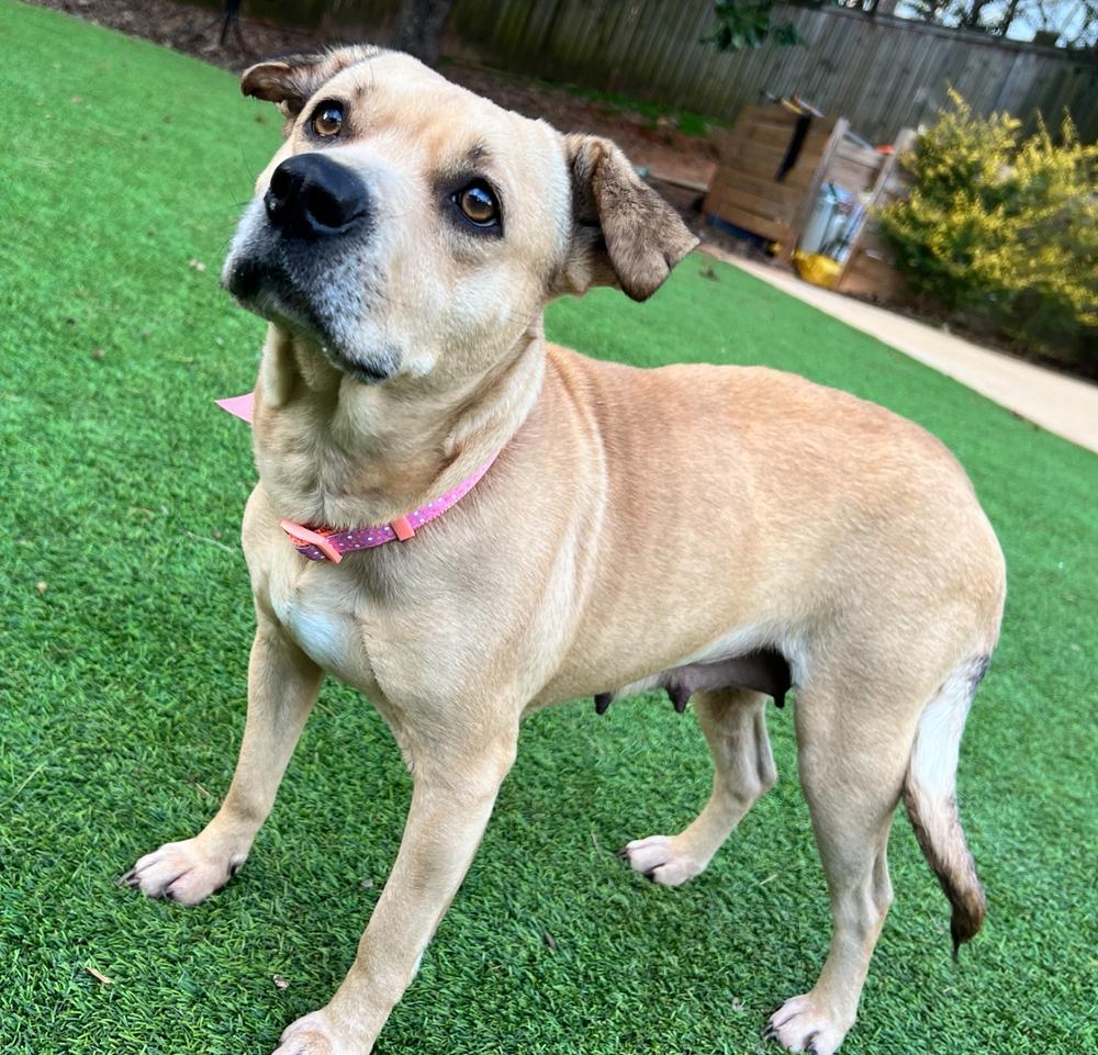 Haddie, a Adoptable Mixed Breed in Dunwoody, GA image 1/4