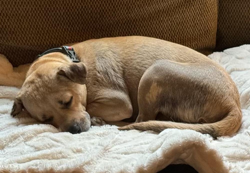 Haddie, a Adoptable Mixed Breed in Dunwoody, GA image 2/4