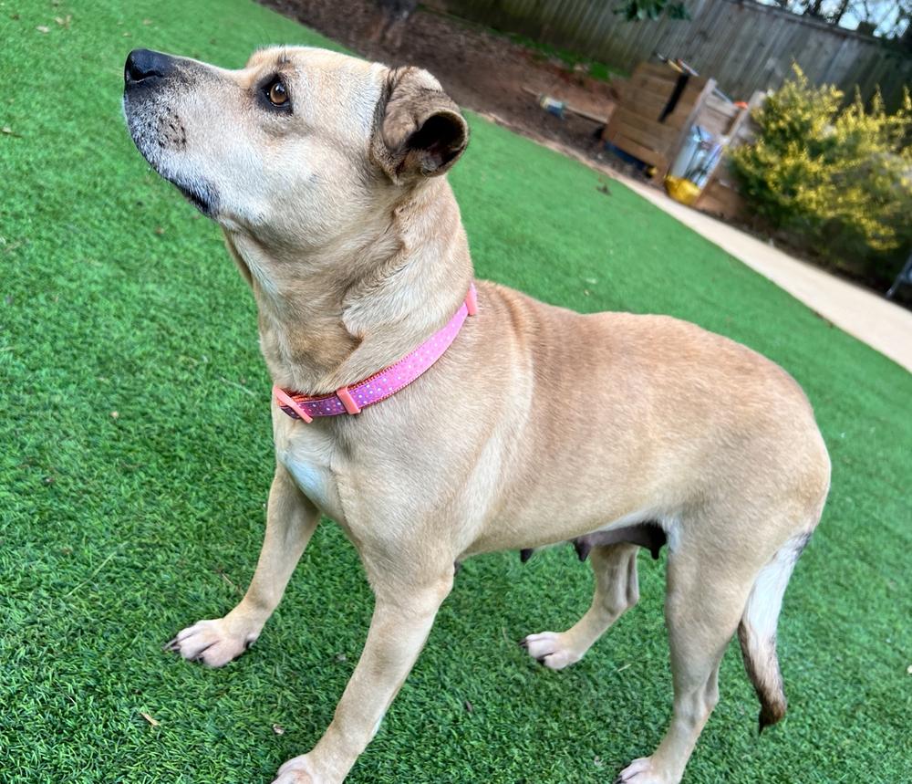 Haddie, a Adoptable Mixed Breed in Dunwoody, GA image 3/4