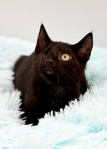 Erc (Eric without the eye), a Adoptable Domestic Short Hair in Covington, LA image 4/6