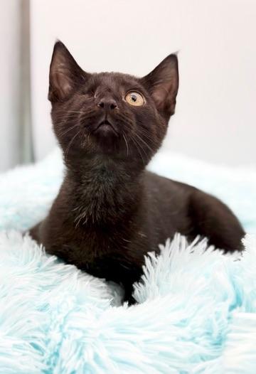 Erc (Eric without the eye), a Adoptable Domestic Short Hair in Covington, LA image 5/6