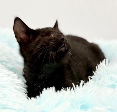 Erc (Eric without the eye), a Adoptable Domestic Short Hair in Covington, LA image 2/6
